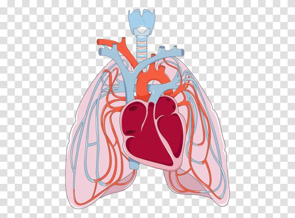 Анатомия сердца и легких. Сердце и легкие анатомия. Сердечный ковид