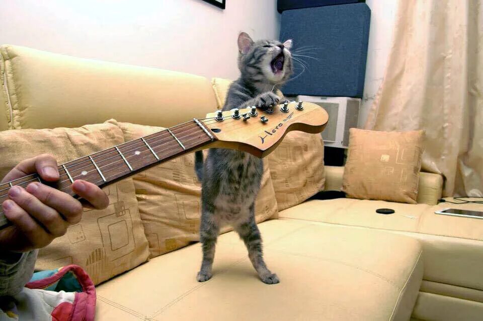 Котик с гитарой картинки. Смешные коты с гитарами. А не спеть ли мне. Кот хит. Следующая спеть