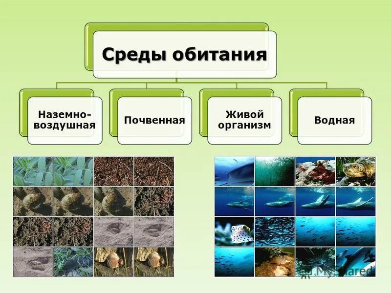 Жизнь организмов на планете земля 5. Среды обитанияобитания. Среда обитания. Среда. Среды обитания живых организмов.