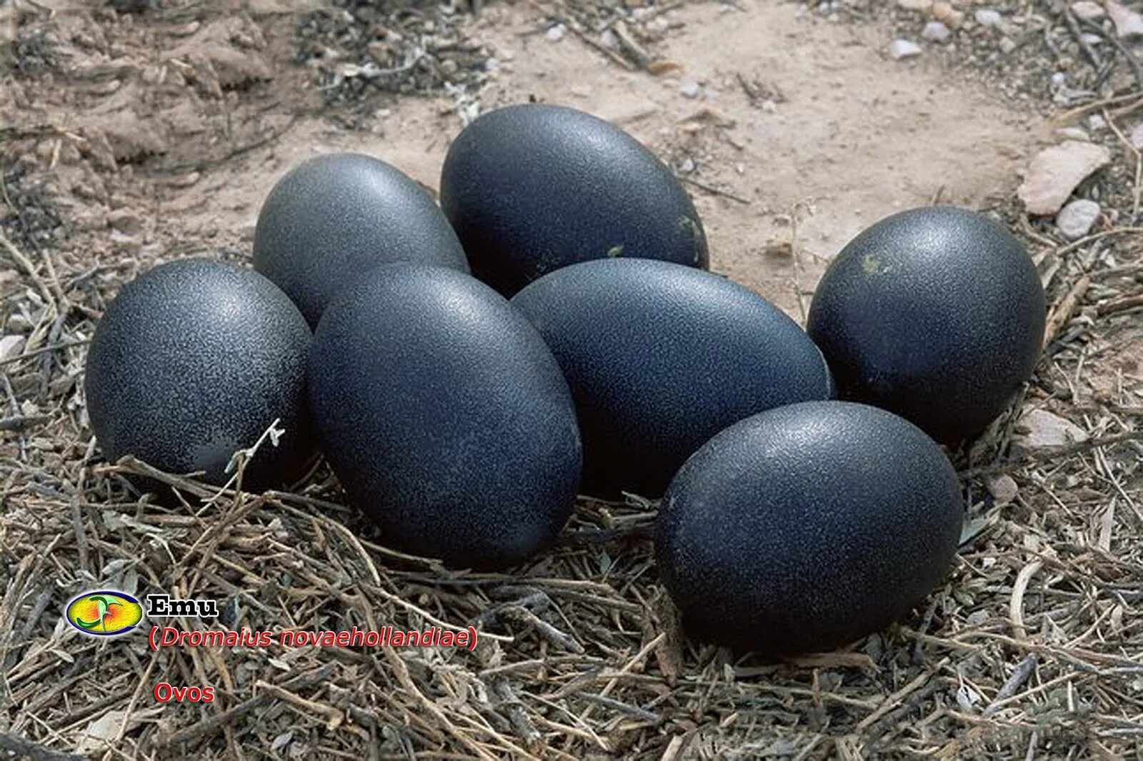 Порода кур аям цемани чёрное яйцо. Яйца кур аям цемани. Аям цемани яйца. Черное яйцо какой курицы. Куры аям цемани цвет яиц.