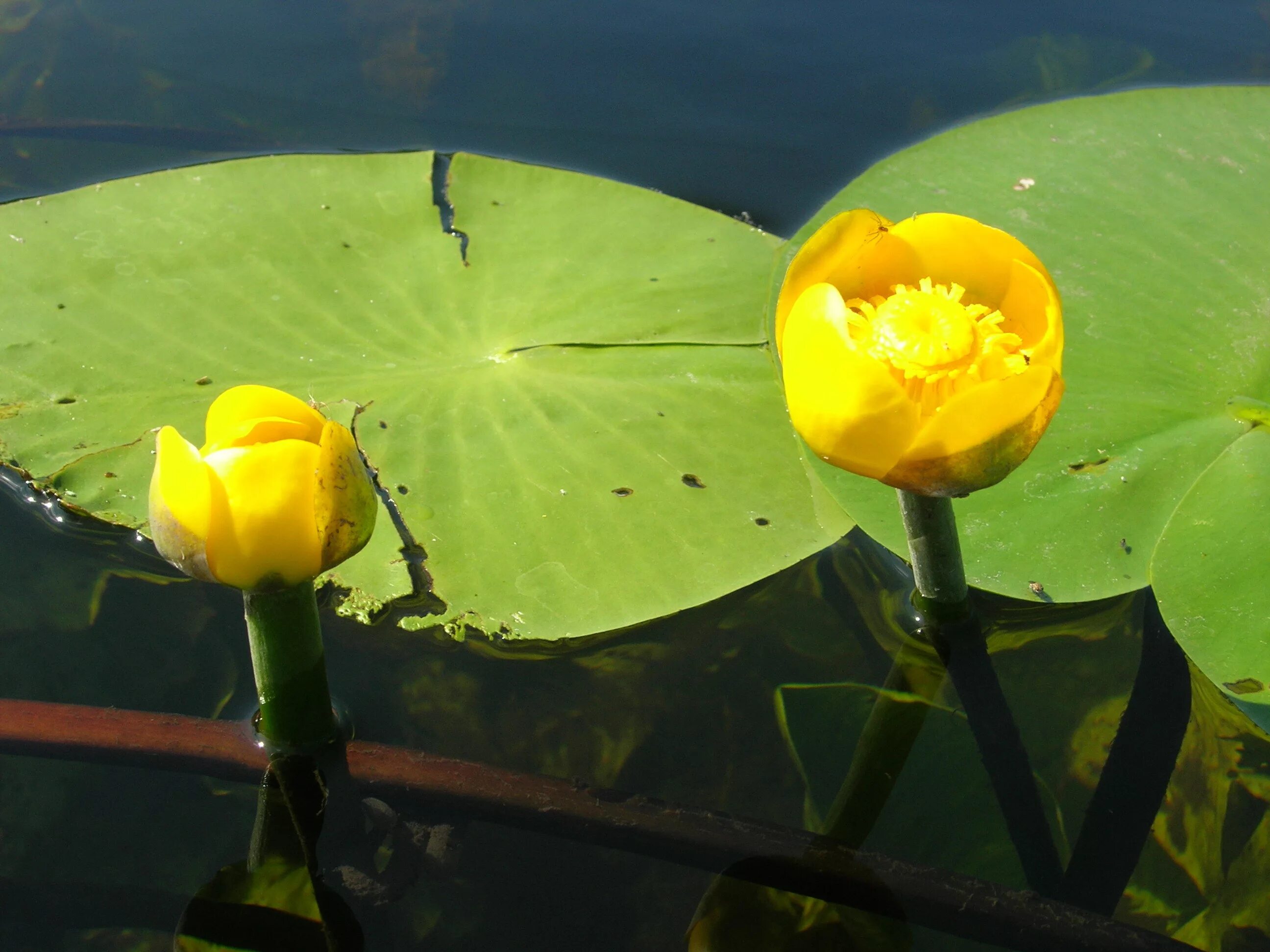 Кувшинка желтая кубышка. Кубышка желтая (Nuphar lutea). Кувшинка белая и кубышка желтая. Кубышка жёлтая водная Лилия. Растения на воде названия