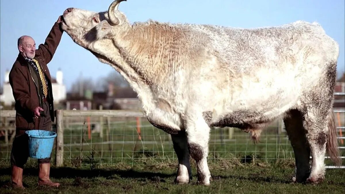 Самый большой вариант. Бык Донетто. Самый большой бык в мире Донетто. Репп бык Подольской породы. Бык Элитар Шароле.