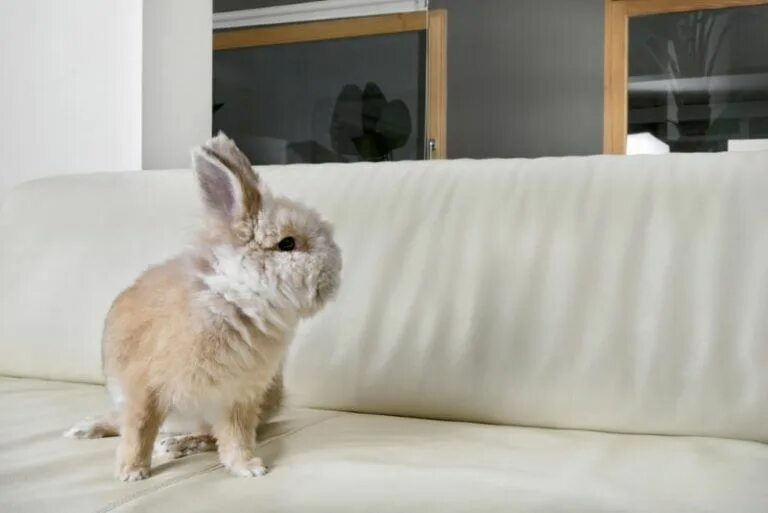 Rabbit live. Rabbit live