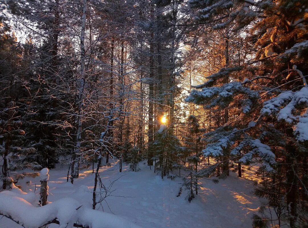 В лесу зимой можно. Прогулка по зимнему лесу. Дальний зимний лес. Вечерний зимний лес. Экскурсия в зимний лес.
