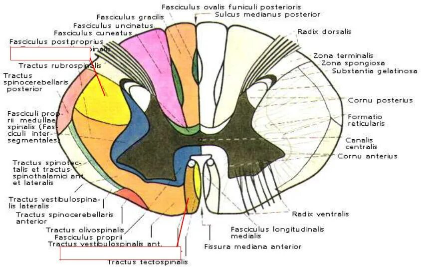 Строение проводящих путей спинного мозга. Поперечный разрез спинного мозга проводящие пути. Спинной мозг пути схема. Схема восходящих и нисходящих путей спинного мозга.