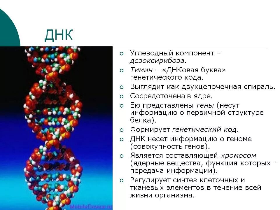 Строение днк генетический код. Днк генетика нуклеотиды. код днк. генетический код строение.
