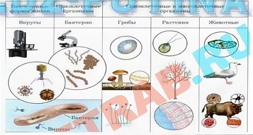 Клеточное строение общий признак живых организмов 5 класс. Клеточное строение общий признак живых организмов 5 класс биология. Строение клетки Естествознание. Рисунок живого организма 5 класс биология. Подведем итоги по биологии 9 класс