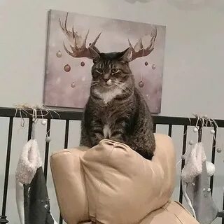 Твой кошка есть