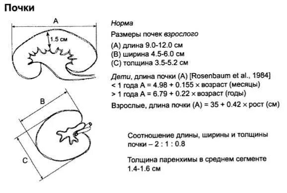 Размеры почек на УЗИ норма у взрослых. Размеры почек в норме по УЗИ У взрослых мужчин таблица. Нормы размеров паренхимы почек по УЗИ У детей. Размеры почек у новорожденных норма по УЗИ. Малые размеры селезенки латынь