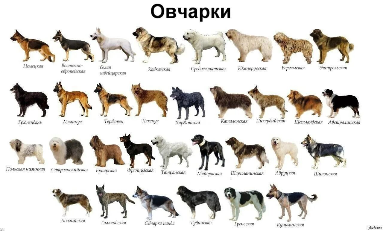 Как переводится пород. Овчарки разновидности породы. Крупные собаки немецкой овчарки. Немецкая овчарка породы окрас собак. Виды овчарок с фотографиями.