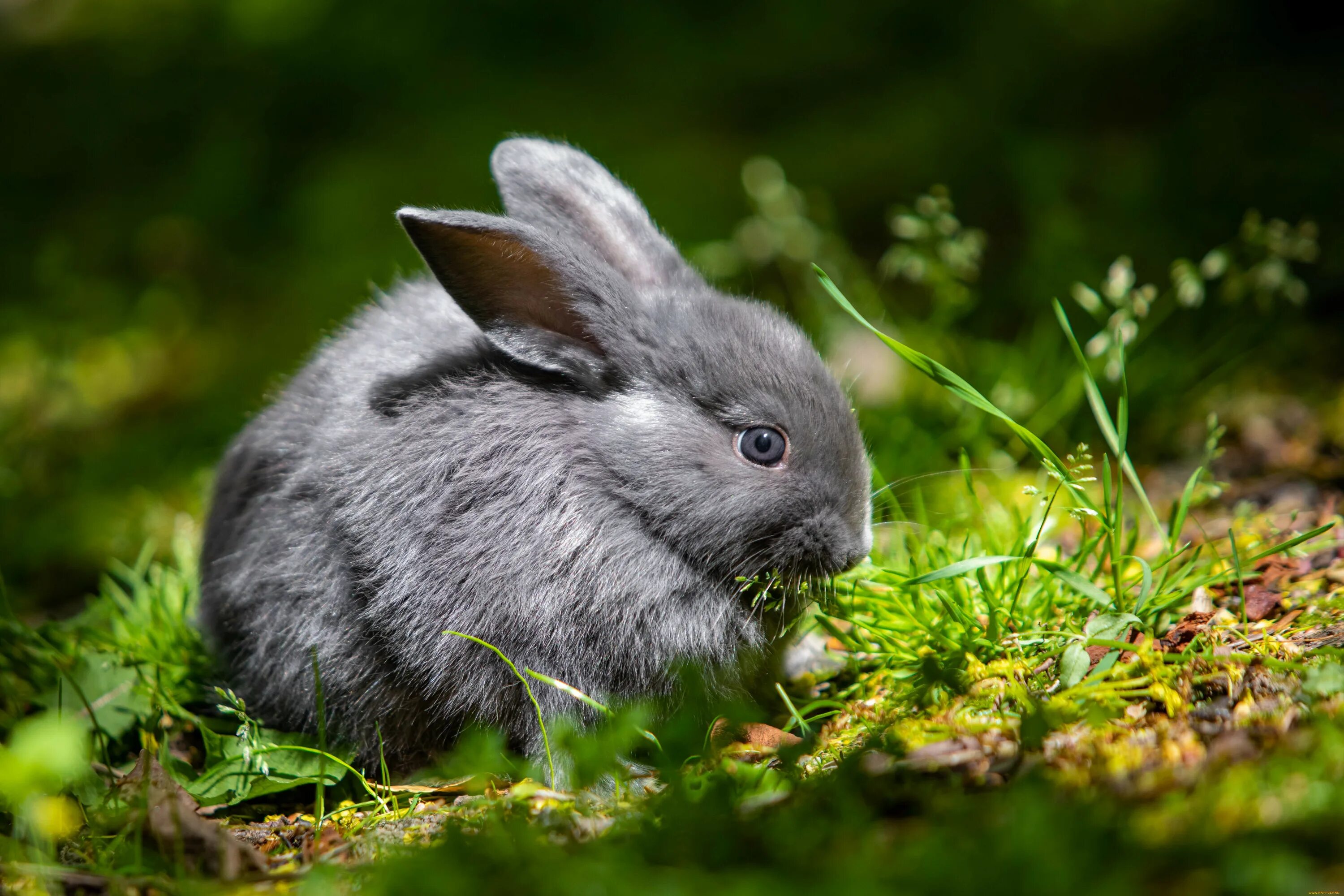 Rabbit 4