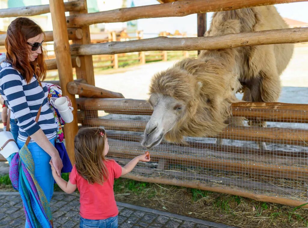 Трехлетие тимоши в зоопарке что устроили. Трехлетие тимоши в зоопарке что устроили. Зоопарк на мамина сибиряка 189. Панда диндин из московского зоопарка. Дети в зоопарке.
