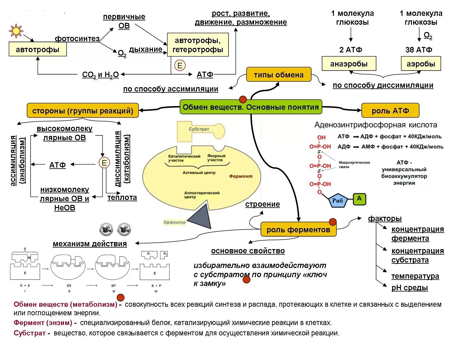 Синтезирует белки ферменты. Схема энергетического обмена 10 класс биология. Схема обмена веществ по биологии 9 класс. Метаболизм клетки схема.