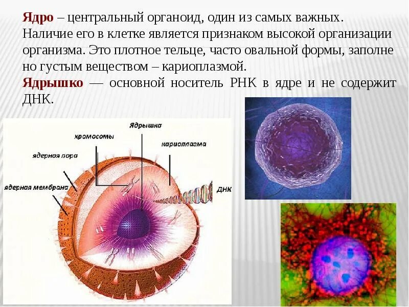 Ядро клетки. Ядро органоид. Органоид ядрышко. Органоиды клетки ядро. Органоид клетки ядро функции