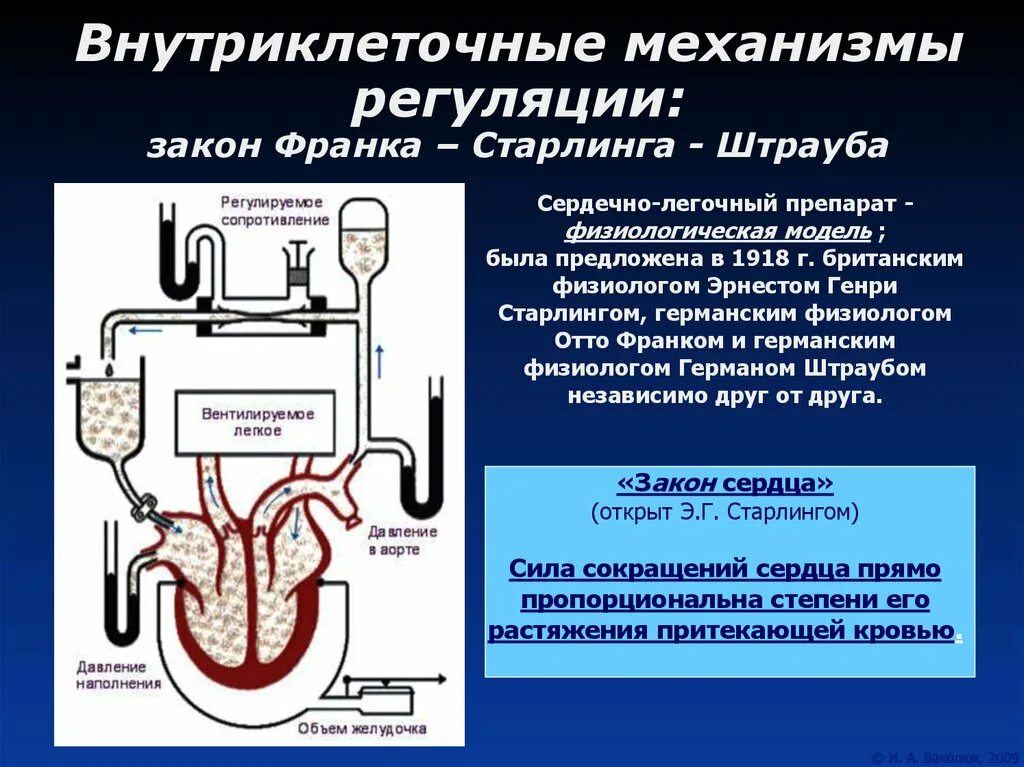 Механизмы регуляции (закон Франка Старлинга). Механизм Франка — Старлинга физиология. Внутриклеточные механизмы регуляции сердца. Внутриклеточные регуляторные механизмы деятельности сердца.