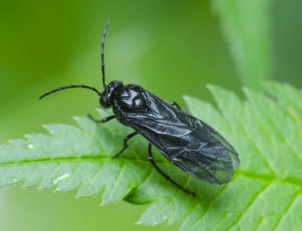 Купеновый пилильщик (phymatocera aterrima). Tetraphleps aterrima. Купеновый пилильщик. Пилильщик черносмородинный морщинистый. Tetraphleps aterrima.