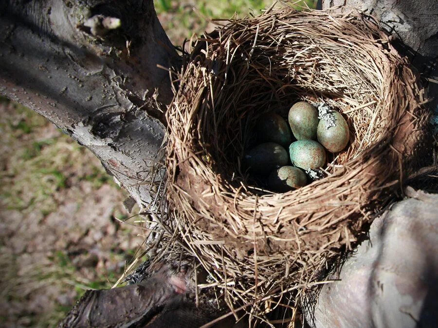 Plant nest. Птенцы галки в гнезде. Гнездо 202642. 106901 Гнездо. Разоренное гнездо.