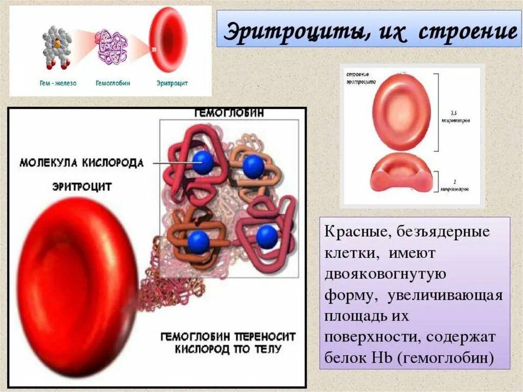 Элементы крови содержащие гемоглобин. Эритроциты строение клетки. Строение эритроцитов в крови человека. Эритроциты их строение и функции. Гемоглобин.. Строение эритроцитов биология 8 класс.