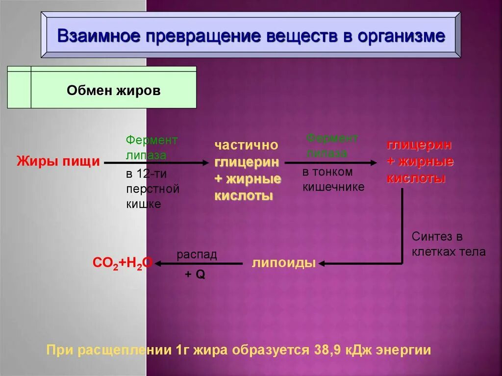 Синтез белка из углеводов. Схема превращения углеводов в жиры. Преобразование жиров в организме. Схема преобразования Жирова. Превращениетуглеводов.