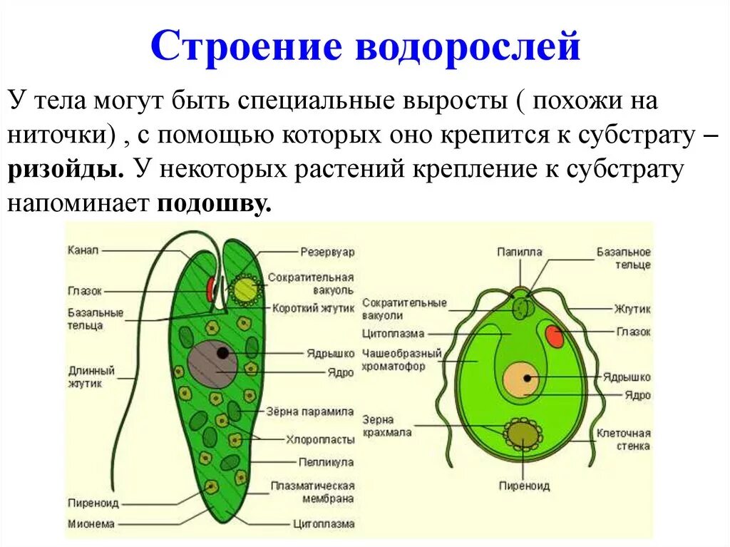строение спирогиры лабораторная. строение многоклеточных водорослей 7. строение тела зеленых водорослей. строение многоклеточных водорослей 7. строение многоклеточных водорослей.