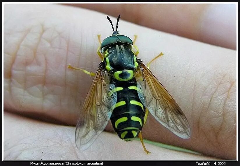 мухи похожие. мухи похожие. мухи похожие. ильница цепкая личинки. оса муха журчалка пчела.
