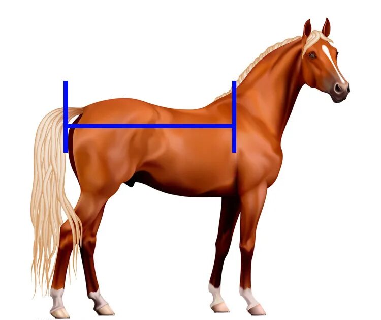 Какая длина лошади. Конь стоит. Оборудование для лошади. Коврик Лошадиные головы. Длина спины лошади.