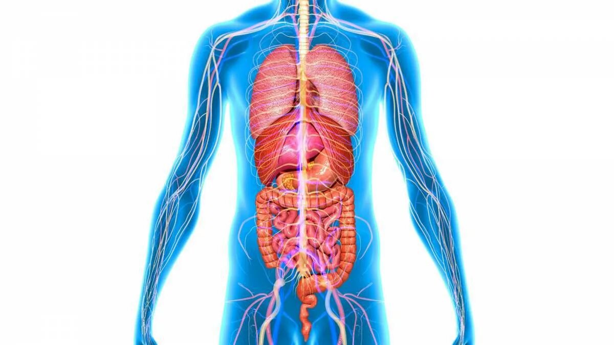 Здоровые органы человека. Органы человека. Внутренние органы.