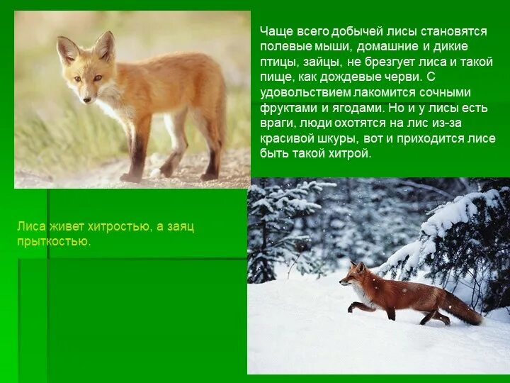 Приспособленность лисы. Приспособленности лисы к условиям жизни. Сезонные изменения в жизни лисы. Условия обитания лисы.