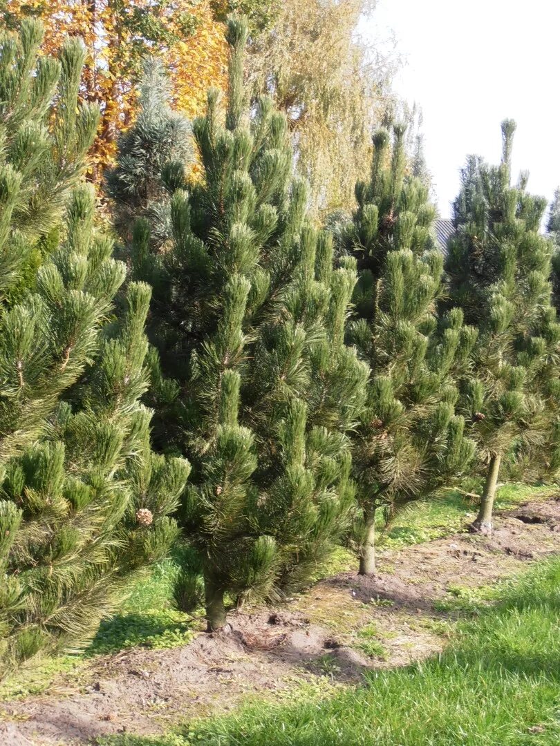 Pinus heldreichii (syn. p.leucodermis) - Havlis.cz