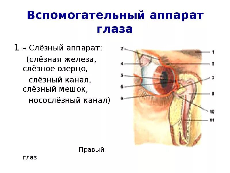 Вспомогательный аппарат глаза. Вспомогательный аппарат глаза слезный аппарат. Части вспомогательного аппарата глаза. Строение и функции вспомогательного аппарата глаза. Вспомогательные строение глаза