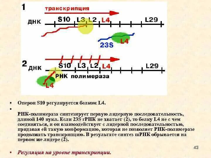 Синтез белков регулируется. Лидерная последовательность РНК. РНК полимераза 1 осуществляет Синтез. Лидерная последовательность.