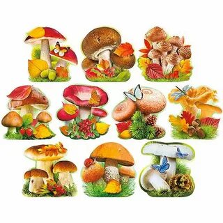 Лесные грибы картинки для детей
