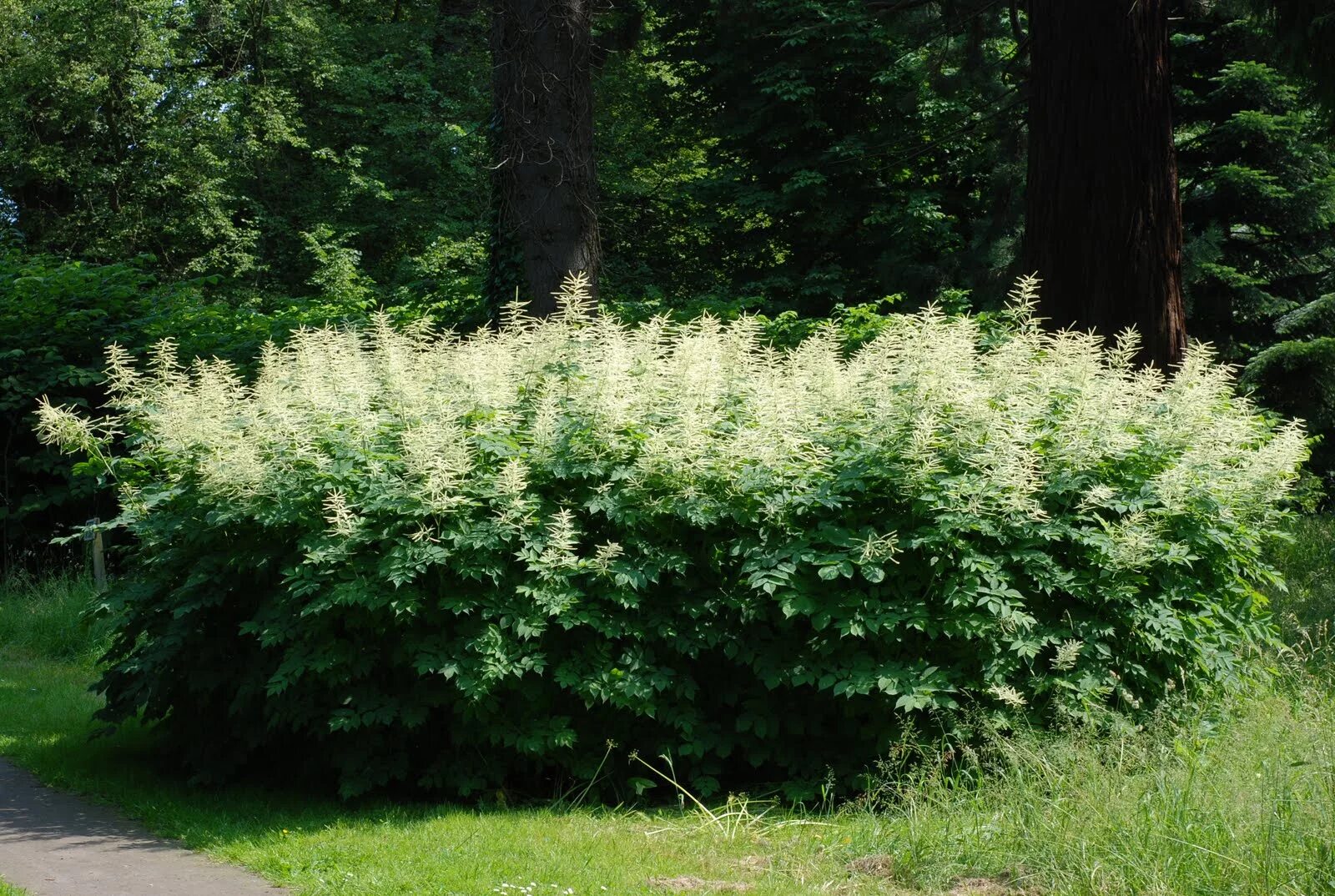 Арункус фото. Арункус / Волжанка двудомная. Волжанка двудомная (Aruncus dioicus). Волжанка Лесная двудомная. Волжанка Арункус обыкновенная.