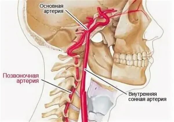 V4 позвоночной артерии. Гипоплазия и малый диаметр позвоночной артерии. Позвоночная артерия диаметр норма и гипоплазия. Гипоплазия позвоночной артерии кт.