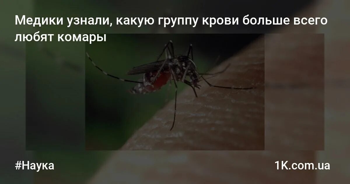 Почему меня кусают комары а других нет. Кого больше всего кусают комары. какую кровь не кусают комары.