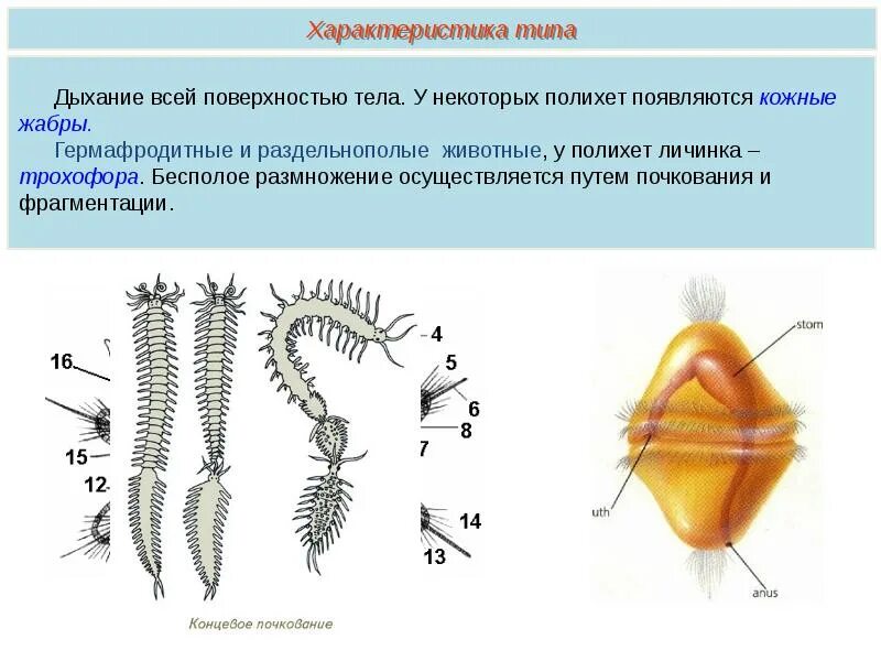 Тип симметрии кольчатые