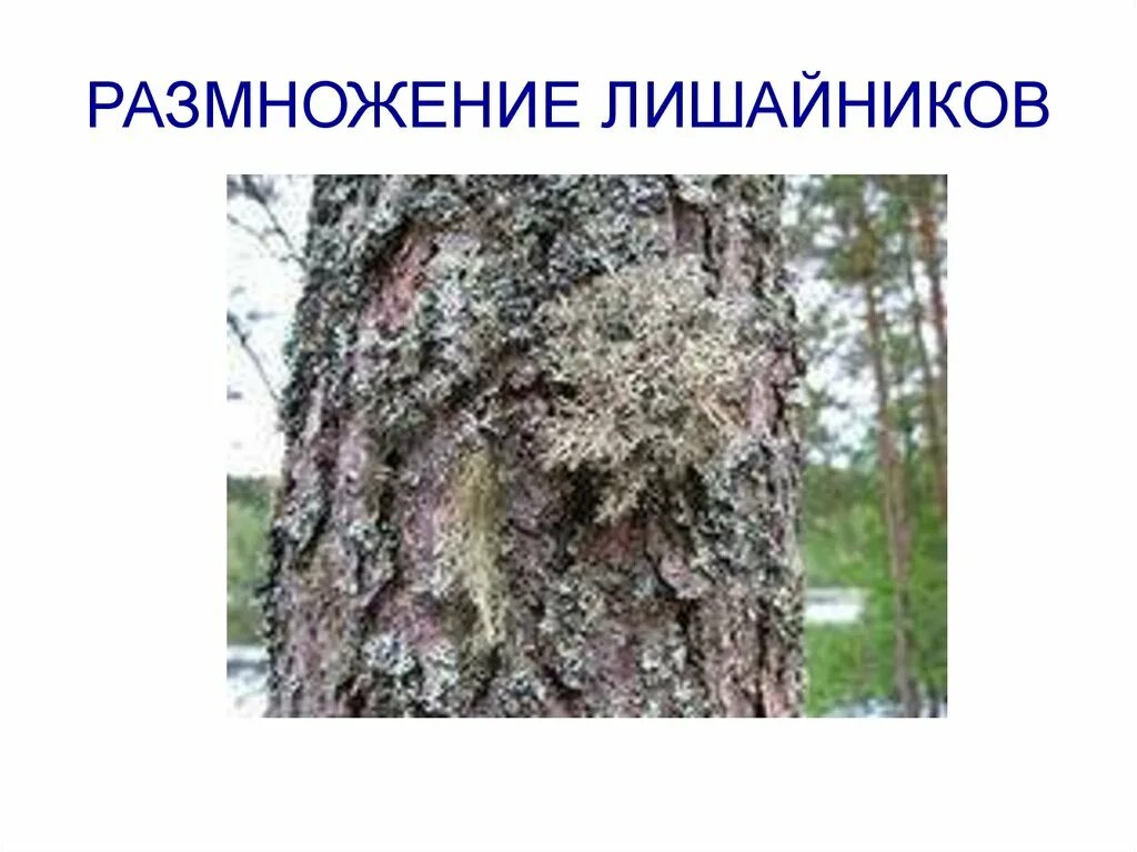 Какую среду обитания освоил лишайник. Неприхотливость лишайников. Неприхотливость лишайников кратко. Лишайники размножаются. Неприхотливость лишайников 5 класс биология.