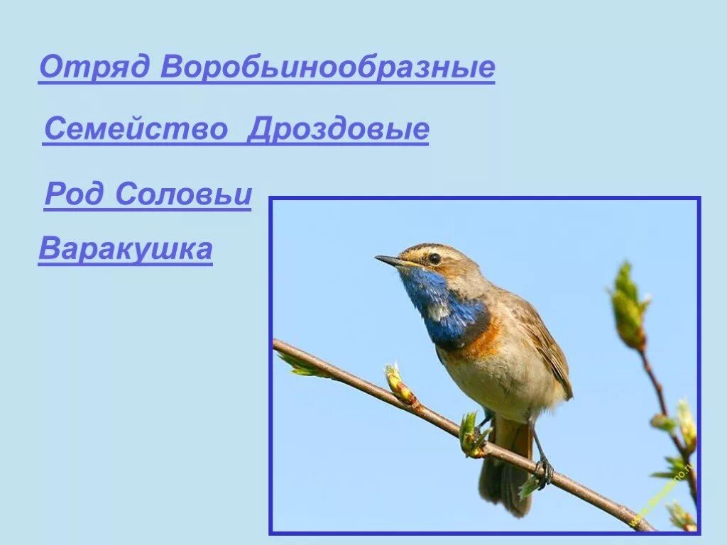 Птицы класс отряд семейство. Отряд Воробьинообразные семейства. Представители отряда воробьинообразных. Воробьинообразные птицы представители. Дроздовые Воробьинообразные.