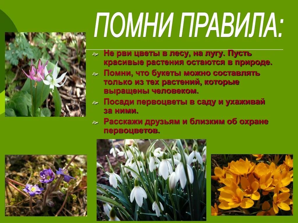 Темы первоцветов. Первоцветы. Весенние первоцветы для дошкольников. Весенние цветы названия. Весенние цветы названия.