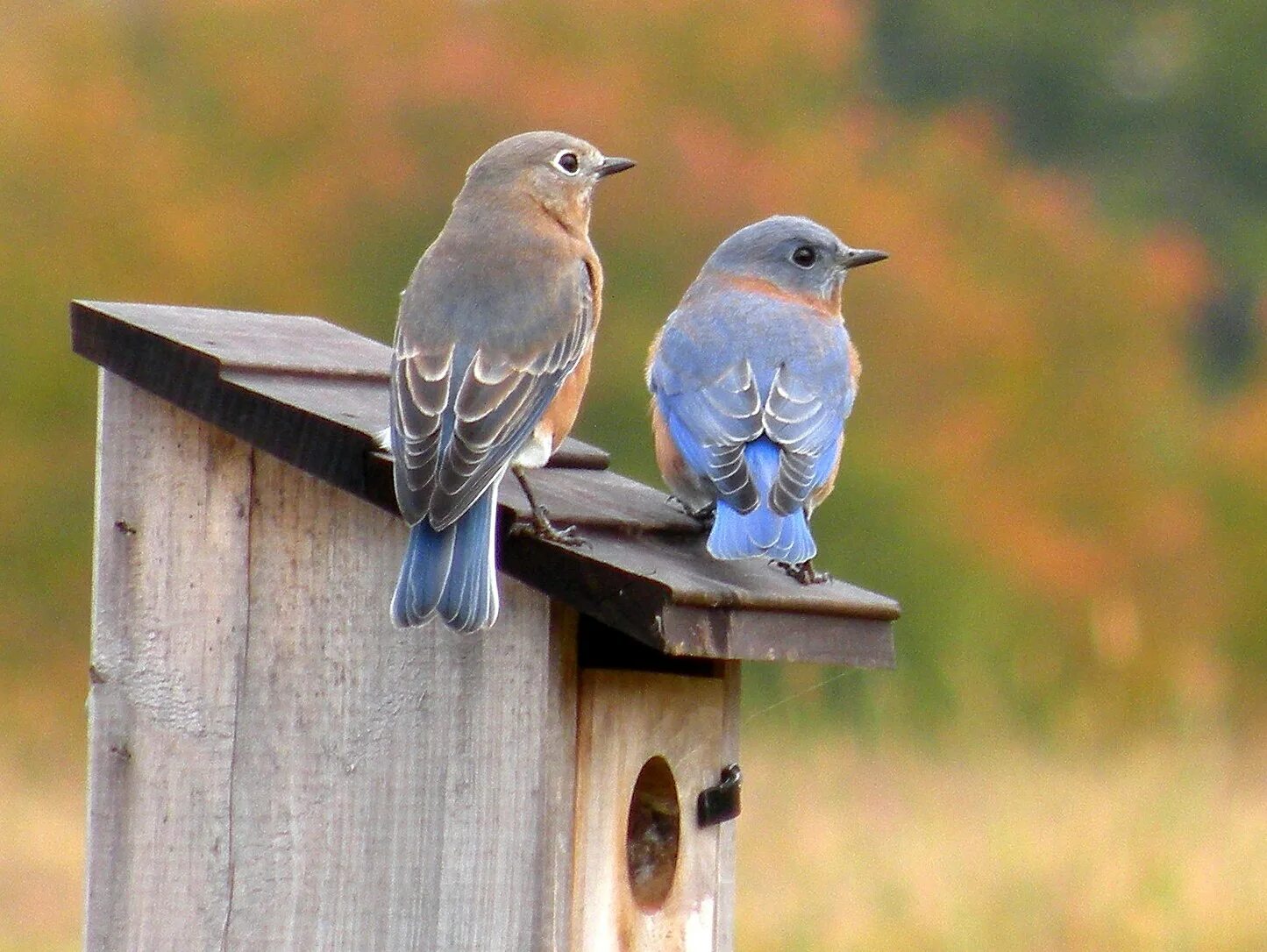 Bird back