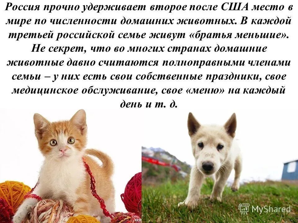 Защита братьев меньших