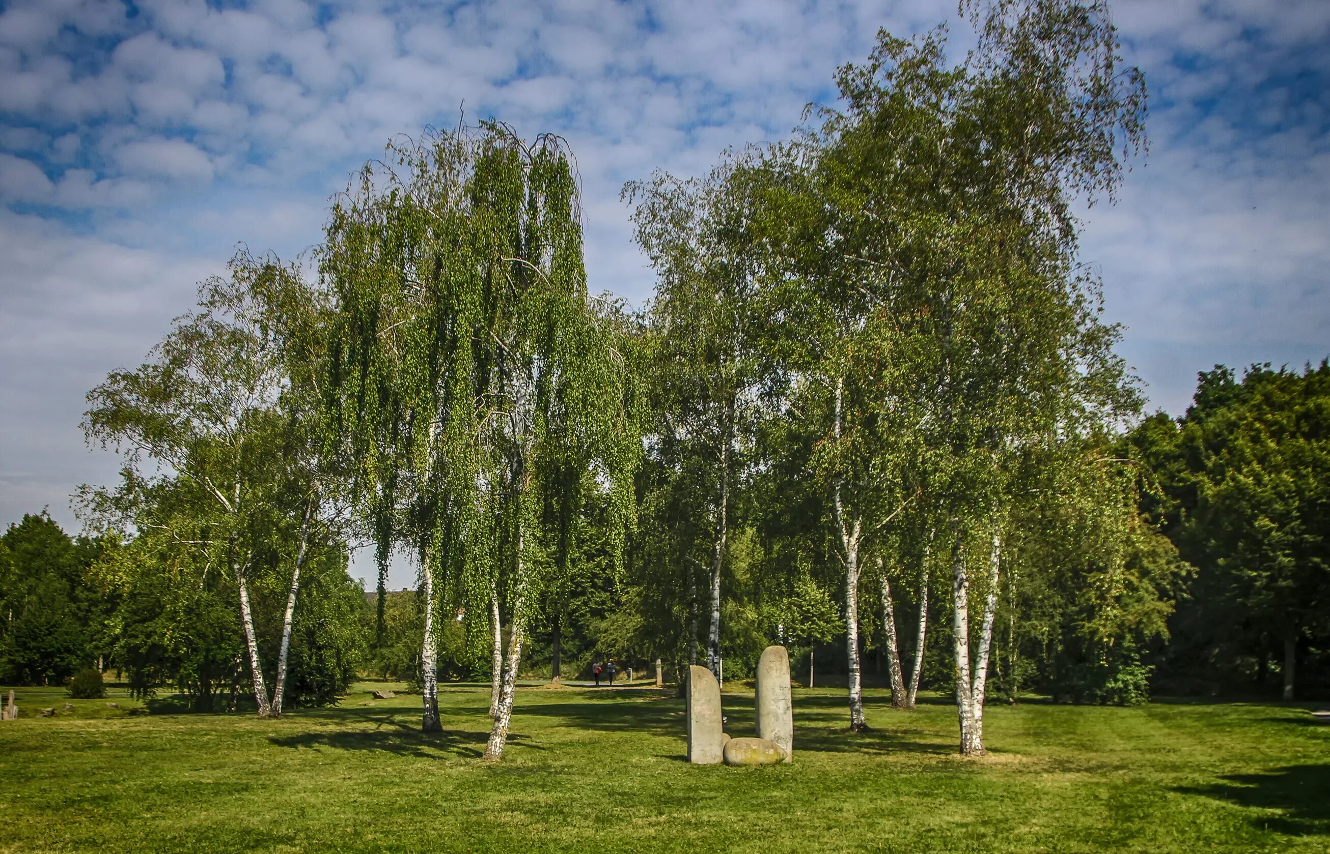 Березовая роща береза повислая. Береза повислая (бородавчатая). Береза повислая крона. Белоствольная береза. Волжская березка