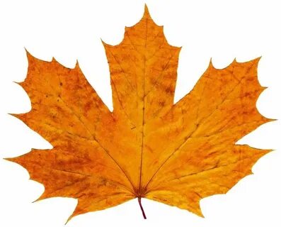 Түрлі позициядағы транссексуалдардың порнографиялық суреттері