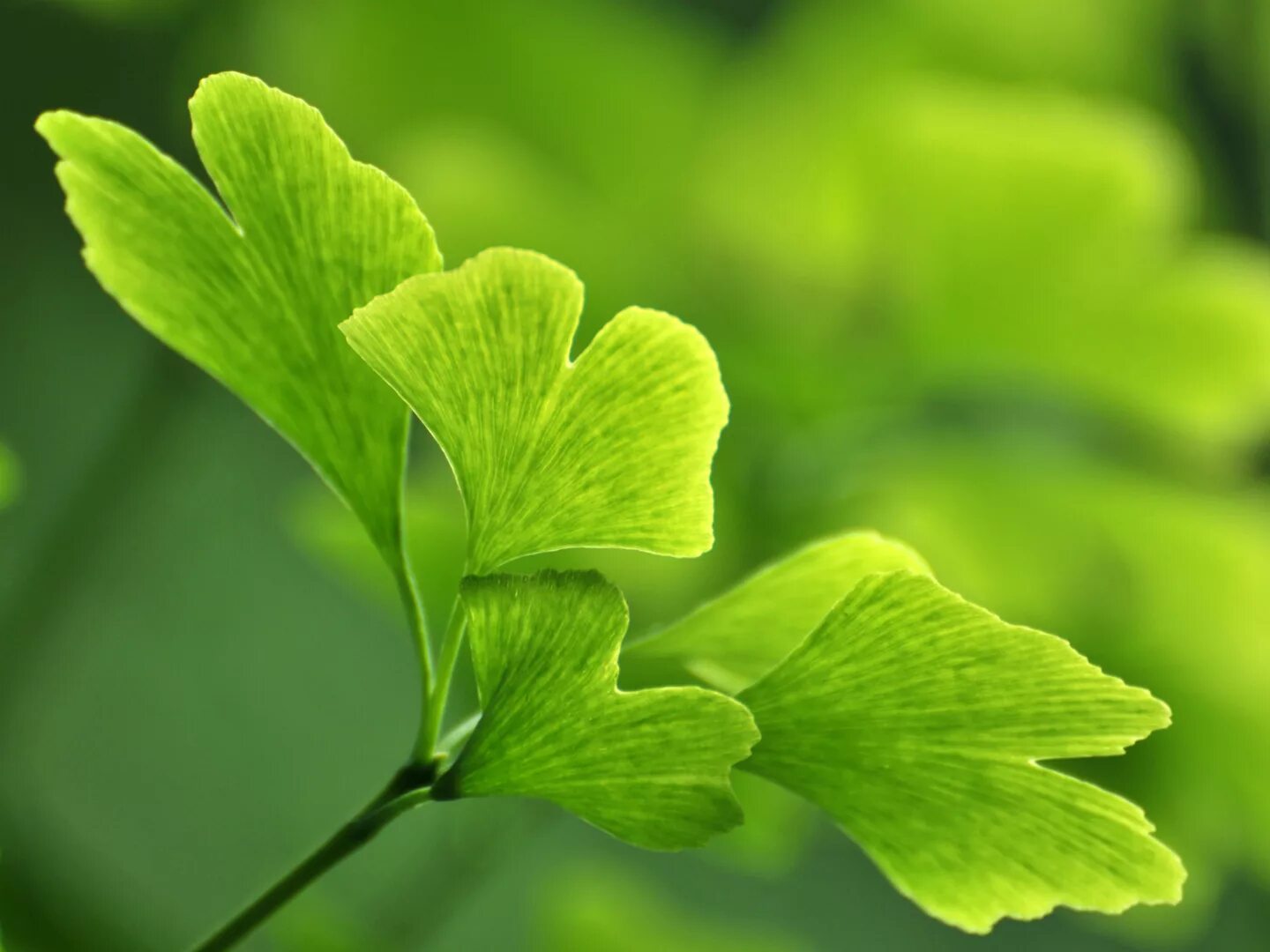 Гинкго билоба листья купить. Гинкго билоба (Ginkgo Biloba). Листья гинкго двулопастного. Гинкго двулопастное (Ginkgo Biloba). Гинкго билоба дерево.