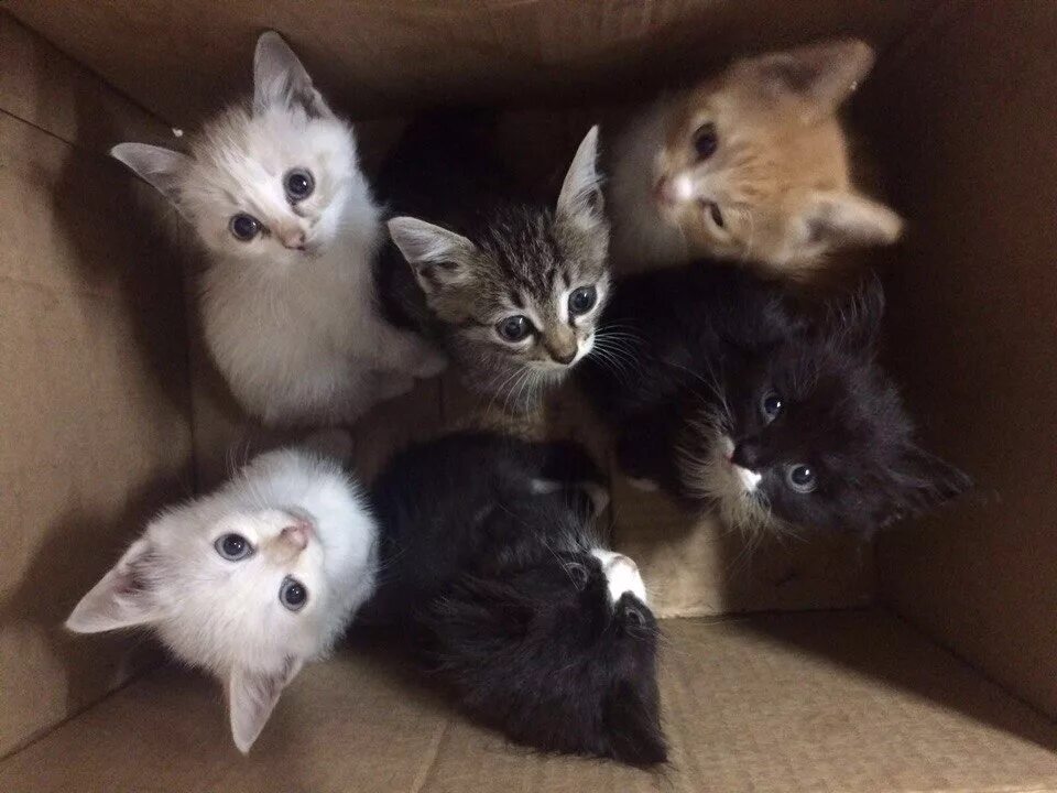 6 кота