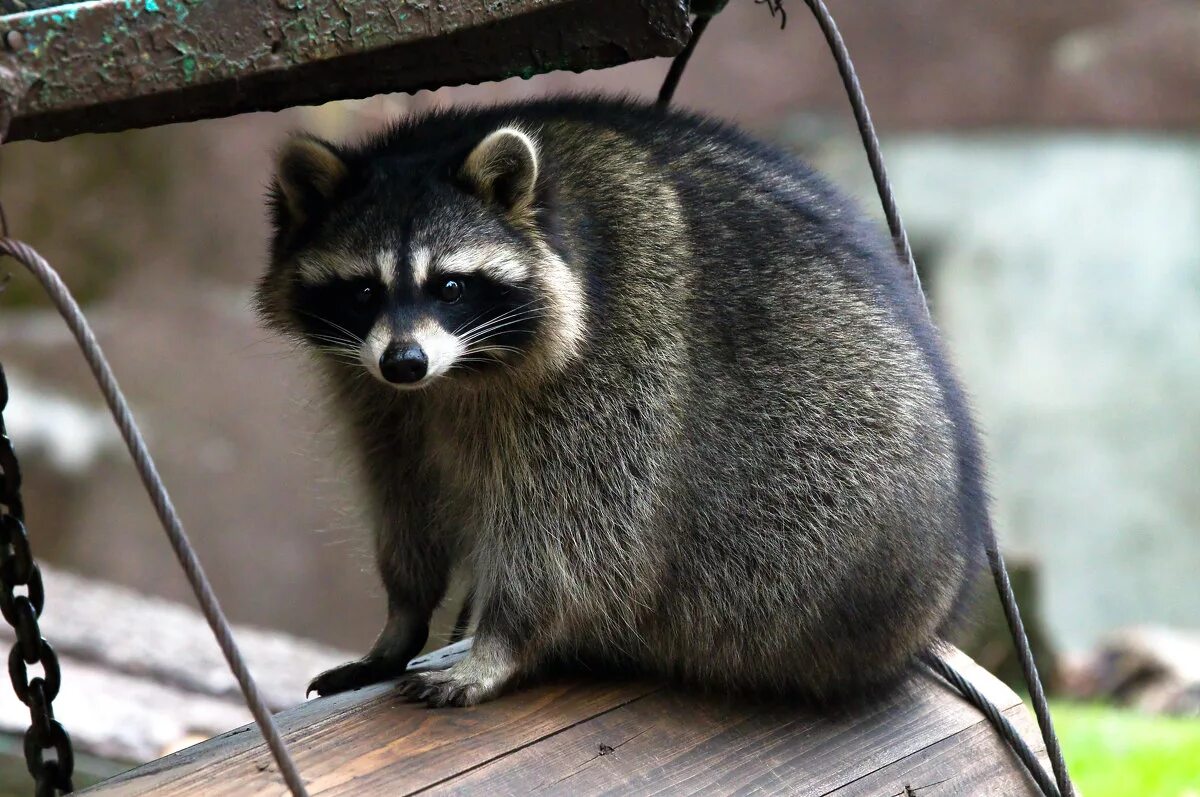 Почему енот полоскун. Почему енот полоскун. Енот полоскун субтропики. Енот-полоскун. Тресмариасский енот.