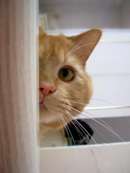 Поглядывать. Поглядывать. Любопытство. Поглядывать. Про любопытных людей высказывания.