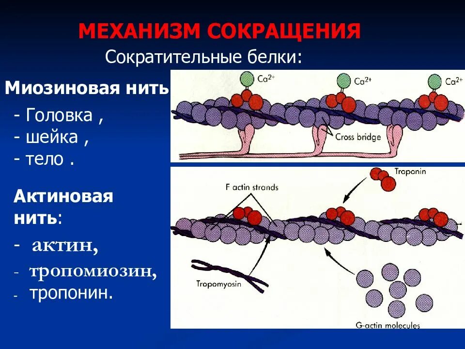 Нити актина. Сократительные белки мышц актин миозин тропомиозин. Актин 1. Сократительные белки. Актиновые и миозиновые нити.