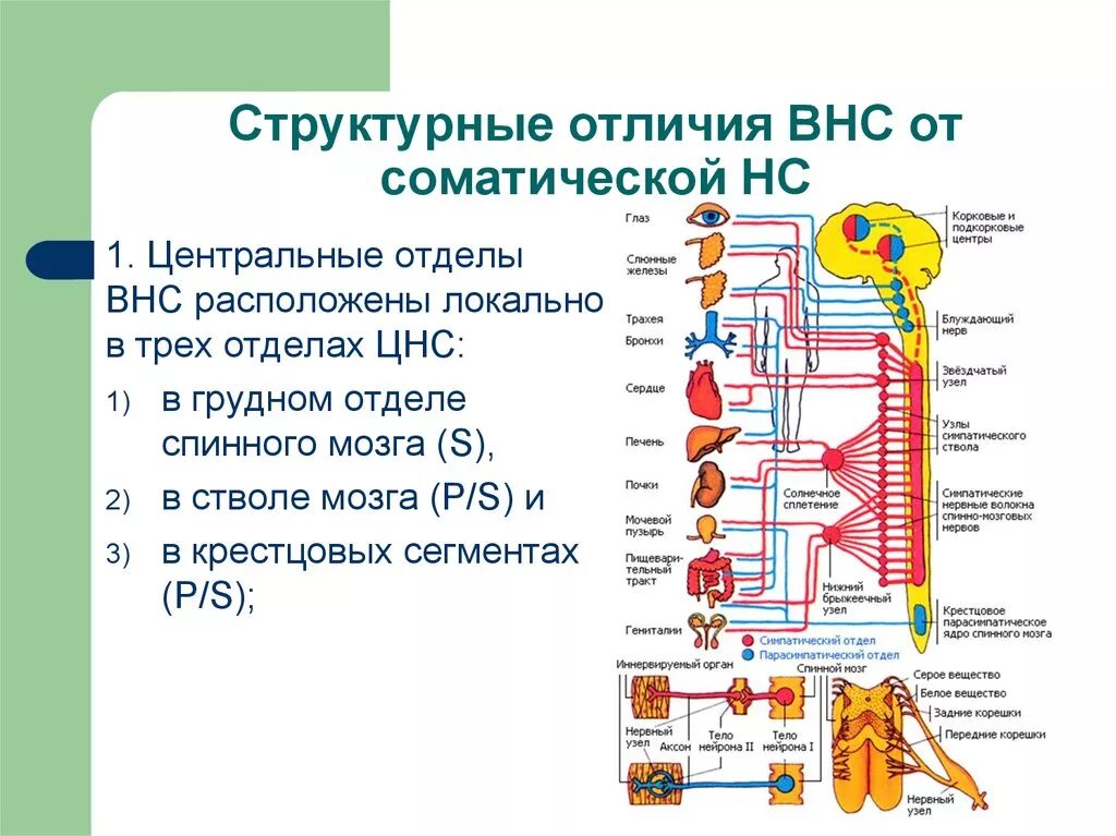 Автономная нервная система: парасимпатическая система. Центральные и периферические отделы вегетативной нервной системы. Вегетативная парасимпатическая нервная система строение и функции. Функции периферической вегетативной нервной системы. Вегетативная нервная система конспект