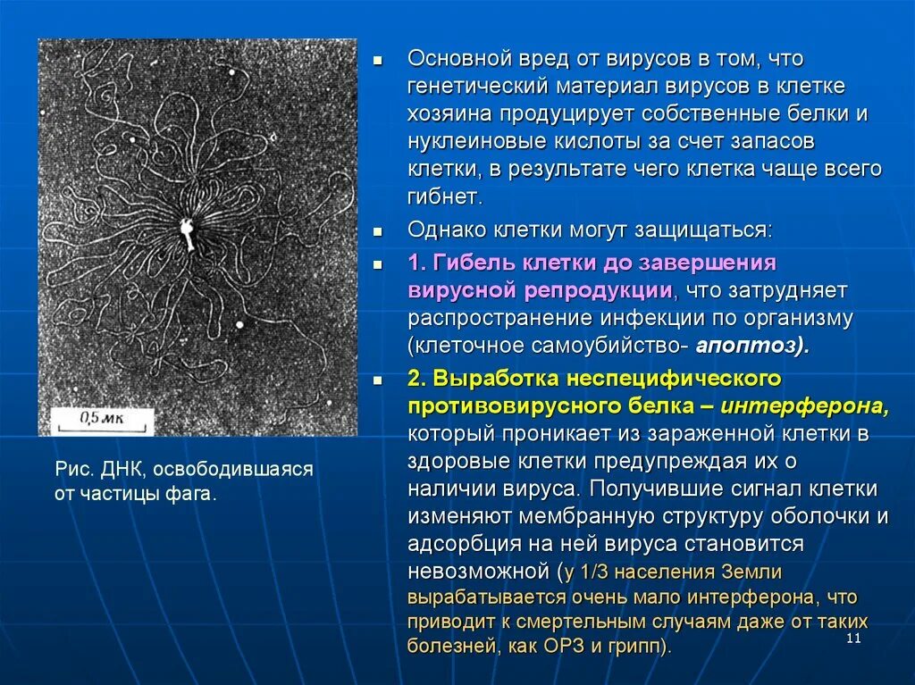 Вирус наследственная информация. Наследственный материал вирусов. Строение генетического материала у вирусов. Геномный материал вирусов. Функция генетического материала вируса.